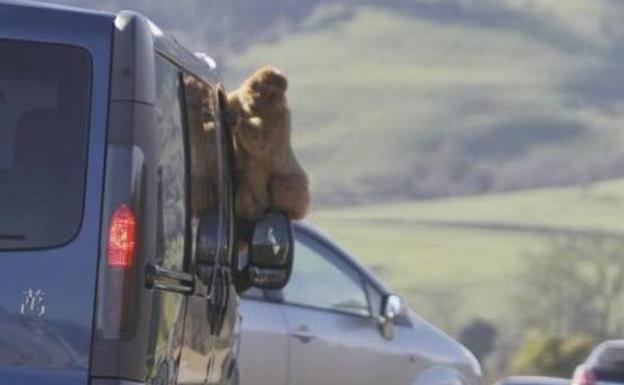 Los monos de Cabárceno se van de juerga