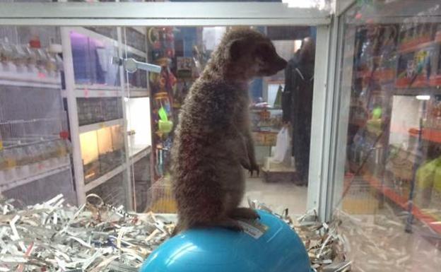 La foto en una tienda de mascotas que se ha hecho viral