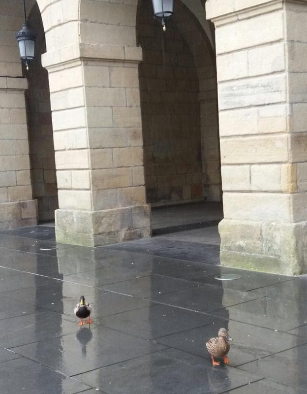Los dos patos en la Plaza de San Juan, junto a la entrada al Ayuntamiento de Irun