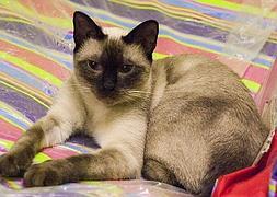 Condenan al responsable de la desatención de la gata 'Juani' e interponen otra denuncia en su contra