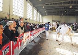 En total, participaron 63 vacas y novillas. :: KLISK/
