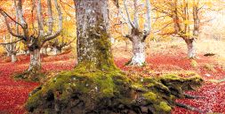 Pagoak udazkenean./