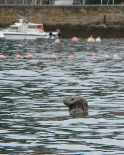 La foca captada por la cámara de FERNANDO MARTÍNEZ/