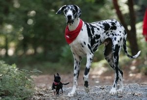 Muere el perro más grande del mundo