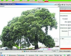 Sistema de georreferencia. El programa tiene inventariados 35.000 árboles en la ciudad. Clasificados por barrios, muestra después el plano de la calle y cada ejemplar dispone de su propia ficha, como se muestra en las imágenes con la encina de Berio./
