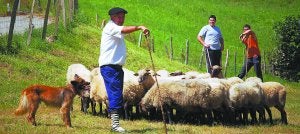 Euskal Artzain arrazako txakur lehiaketa ospatu zen Urrategin bost artzain eta zazpi txakurrek parte hartu zutelarik. :: ARGAZKIAK SUDUPE/