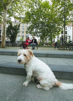 Perro suelto en el Boulevard. ::
LOBO/