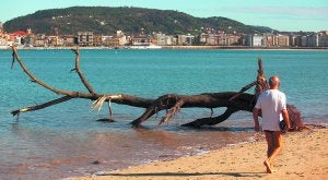 Ondarreta. Un árbol entero, de la raíz a las ramas, espera varado en la orilla de Ondarreta a ser retirado. :: LUIS MICHELENA/