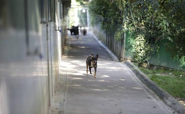 Arranca El Juicio A Dos Veterinarios De La Protectora De Animales De Gipuzkoa Acusados De Maltrato El Diario Vasco