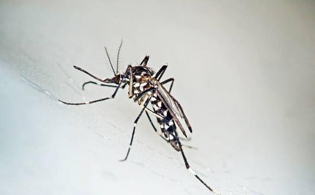 Diez Consejos Para Evitar Las Picaduras Del Mosquito Tigre El Diario Vasco