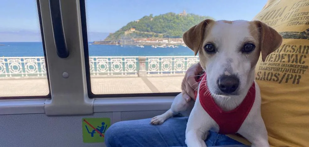 World Dog Day: Donostia and Irun, among the pioneers that allow traveling with a dog on a leash and without a carrier on the bus