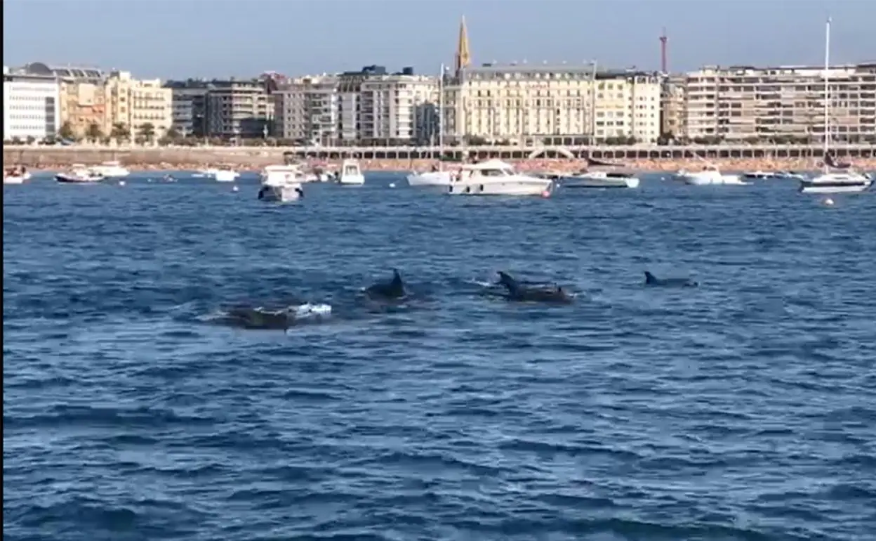 Un grupo de delfines visita la bahía de La Concha | El Diario Vasco