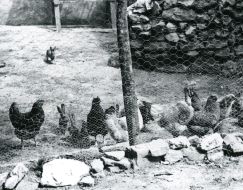 1947: Pequeños gallineros en los patios | El Diario Vasco